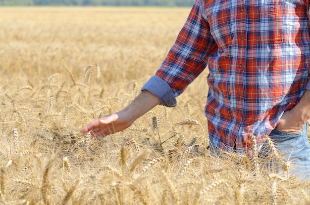 Agricultor en maizal tocando espiguillas de trigo con la mano