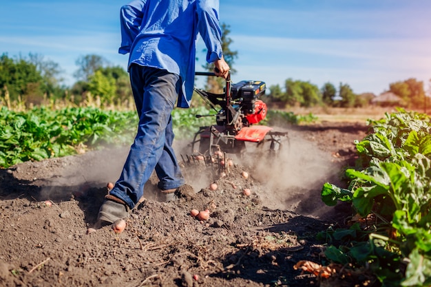 Agricultor manejando un tractor pequeño para el cultivo del suelo y la excavación de papa. Cosecha de otoño cosecha de papa