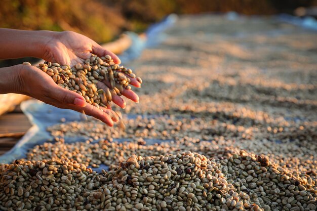 Foto agricultor con la mano comprobando la sequedad de los granos de café que están expuestos en el suelo