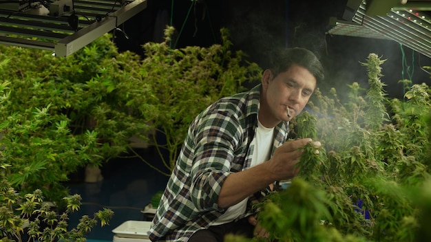 Agricultor de marihuana fumando marihuana enrollada en una granja de marihuana curativa para recreación o examen de prueba de su propia calidad de marihuana