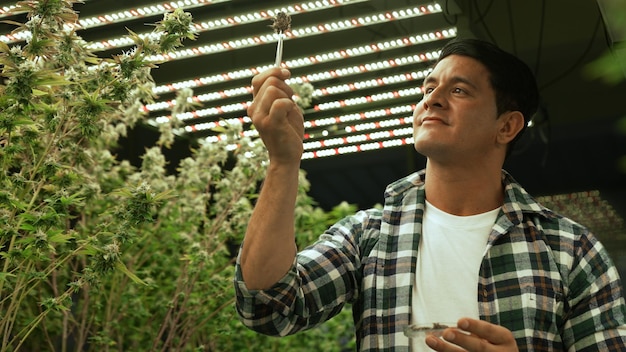 Agricultor de marihuana prueba cogollos de marihuana en granja de marihuana curativa