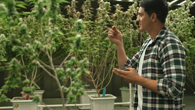 Agricultor de marihuana prueba cogollos de marihuana en granja de marihuana curativa