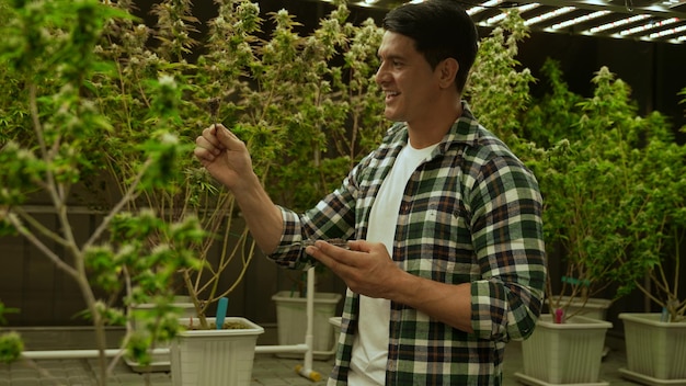 Agricultor de marihuana prueba cogollos de marihuana en granja de marihuana curativa
