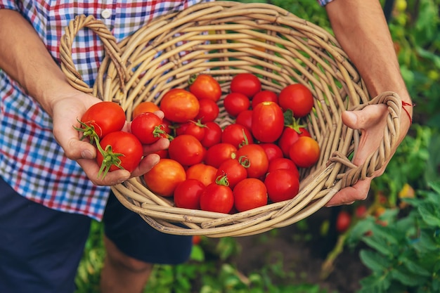 Agricultor masculino cosecha tomates en el jardín Enfoque selectivo