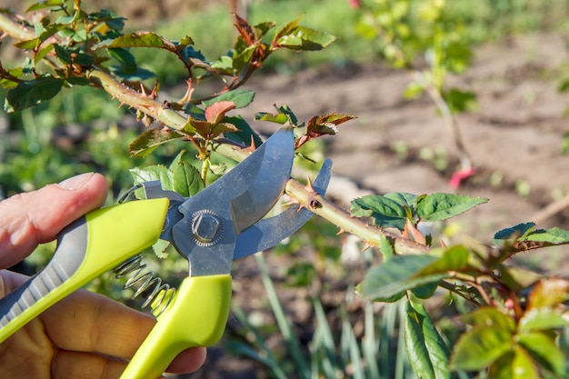 Agricultor masculino cuida do jardim. Homem com podador tosquia a roseira