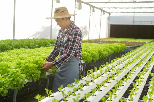 Agricultor masculino feliz trabalhando em uma fazenda hidropônica com efeito de estufa, comida limpa e conceito de alimentação saudável