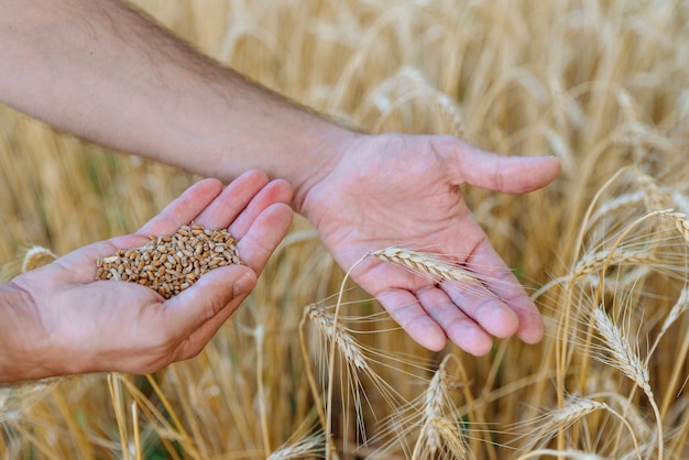 Agricultor masculino segura a espiga de trigo em uma mão e os grãos de trigo na outra no fundo do campo