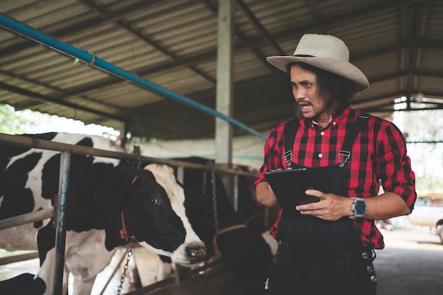 Agricultor masculino usando tablet para verificar seu gado e a qualidade do leite na fazenda de laticínios Conceito de agricultura e pecuária da indústria agrícola Vaca na fazenda de laticínios comendo fenoCowshed