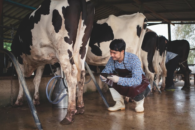 Agricultor masculino verificando seu gado e a qualidade do leite na fazenda de laticínios conceito de agricultura e pecuária da indústria agrícola vaca na fazenda de laticínios comendo fenocowshed