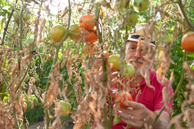 Un agricultor mayor con un sombrero detrás de la planta de tomate en el huerto de tomates comprobando la madurez del tomate