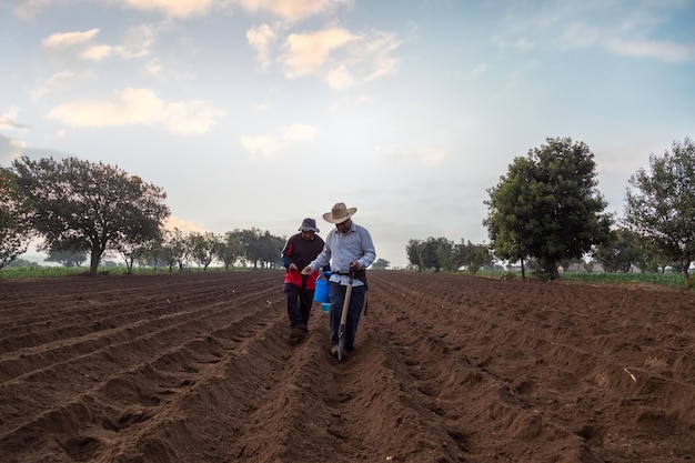 Agricultor Mexicano Conservando Cultivo De Frijoles