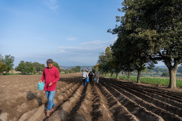 Agricultor mexicano cuidando la siembra de frijol