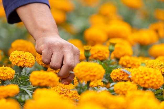 Foto agricultor mexicano em um campo de cempasuchil xochimilco cidade do méxico