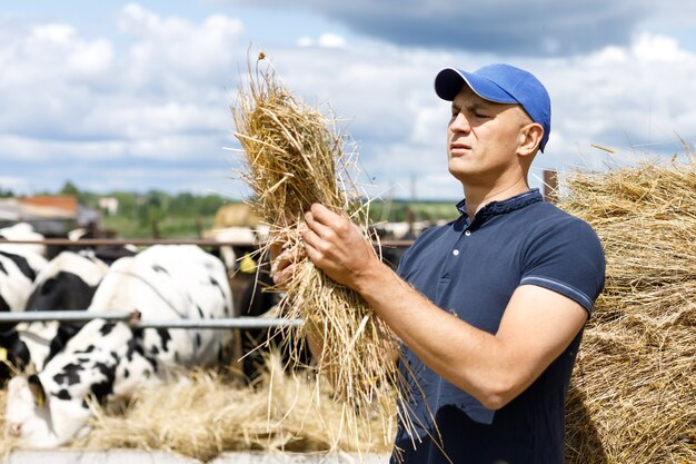 Un agricultor mira el alimento de heno en la granja de vacas