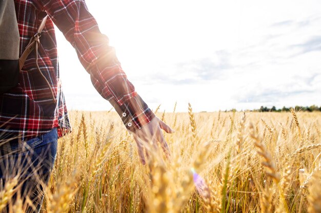 Foto agricultor con mochila camina por un campo de trigo triticum toca las espiguillas con la mano