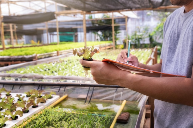 Agricultor monitorando carvalho vermelho hidropônico orgânico em viveiro de plantas tecnologia de agricultura inteligente