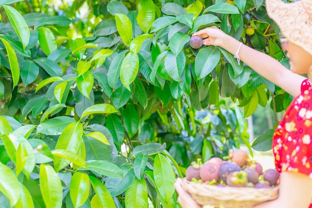 Agricultor de mujer asiática mostrando mangosteens en cesta