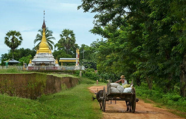 Agricultor en Myanmar