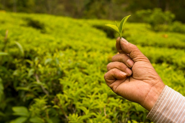 Agricultor en Nepal mostrando puntas de té y hojas en su jardín de té ilam