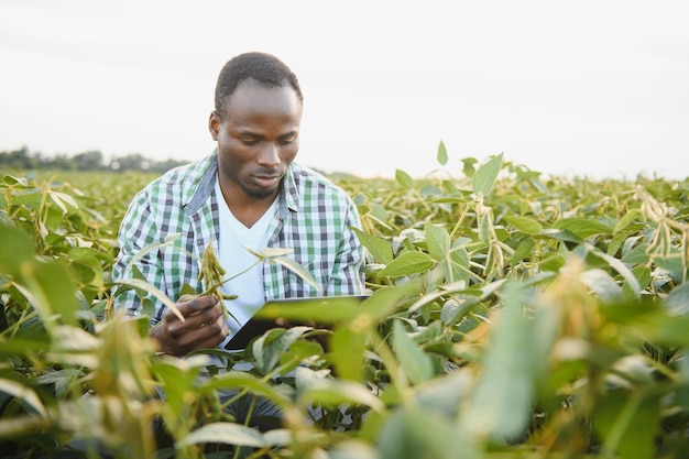 Un agricultor o agrónomo afroamericano inspecciona la soja en un campo al atardecer