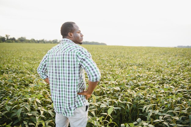 Un agricultor o agrónomo afroamericano inspecciona la soja en un campo al atardecer