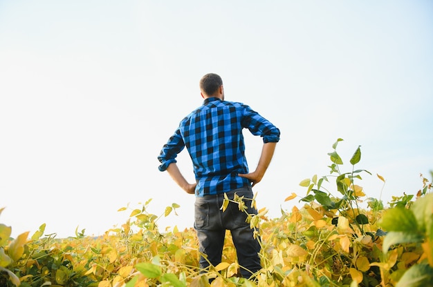 El agricultor o el agrónomo examinan la planta de soja en el campo.