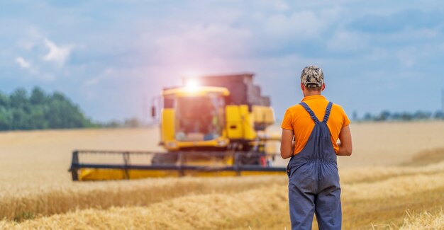 Agricultor observando el proceso de cosecha. Combinar trabajos en campo. Trigo seco y paisaje rural.