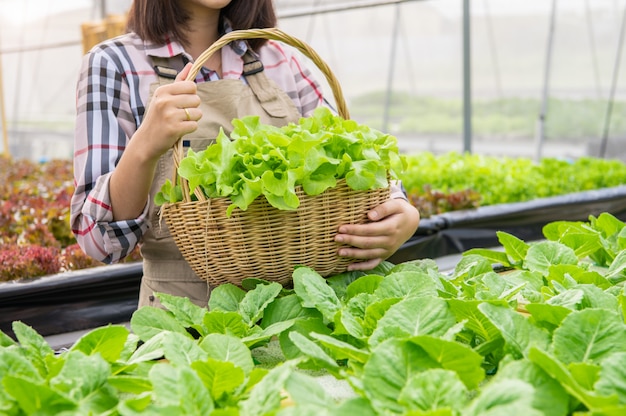 Agricultor orgânico de hidroponia asiática jovem coletando salada de legumes na cesta