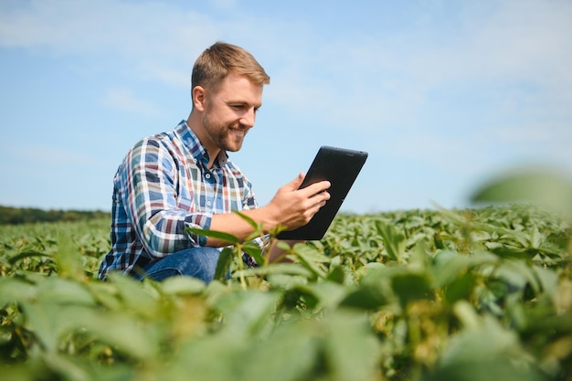 Foto agricultor ou agrônomo examinam plantas de soja verde em campo