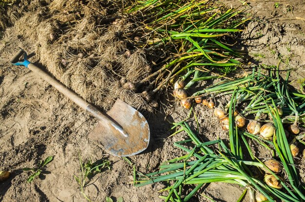 El agricultor con una pala en el jardín Cosecha de cebolla recolectada en el jardín Trabajo de plantación Cosecha de otoño y concepto de comida orgánica saludable