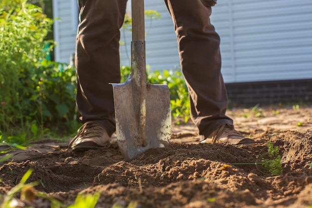 El agricultor se para con una pala en el jardín Preparando el suelo para plantar verduras Concepto de jardinería Trabajo agrícola en la plantación