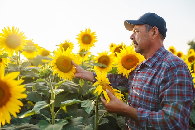 Agricultor de pie en el campo de girasol mirando las semillas de girasol Cosechando el concepto de agricultura orgánica