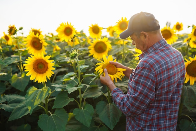 Agricultor de pie en el campo de girasol mirando las semillas de girasol Cosechando el concepto de agricultura orgánica