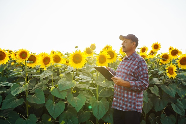 Agricultor de pie en el campo de girasol mirando las semillas de girasol Cosechando el concepto de agricultura orgánica