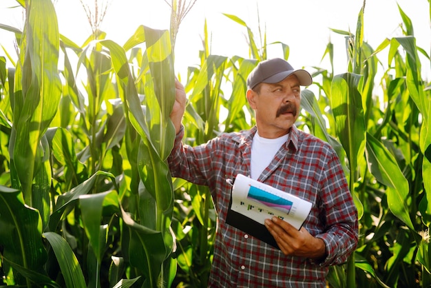 Agricultor de pie en el campo de maíz examinando el cultivo Concepto de cuidado de la cosecha