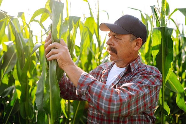 Agricultor de pie en el campo de maíz examinando el cultivo Concepto de cuidado de la cosecha