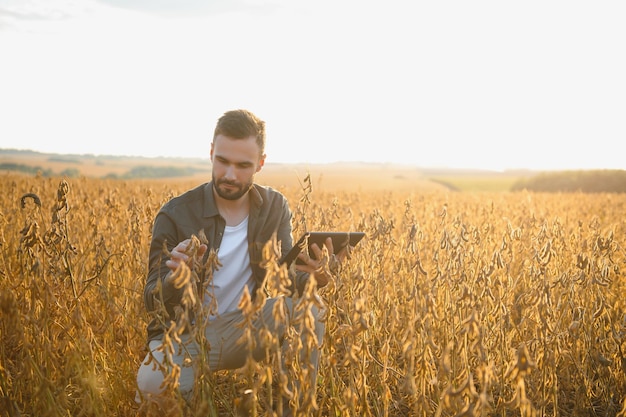 Agricultor de pie en el campo de soja al atardecer