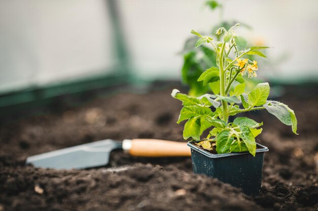 Un agricultor planta plántulas jóvenes de plantas de tomate en el jardín Agricultura y el concepto de agricultura