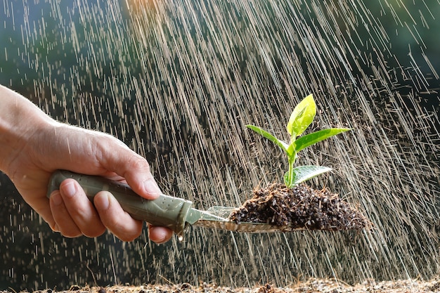 Foto agricultor plantando brotos jovens em solo fértil e regando.