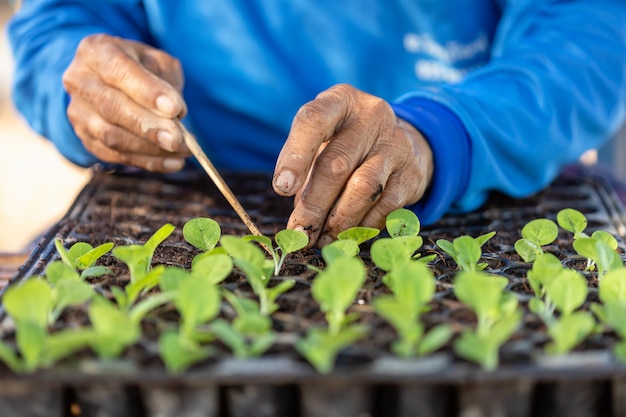 Agricultor plantando plantas de tabaco verde