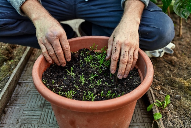 Agricultor plantando plántulas jóvenes de berenjena en suelo seco en un jardín ecológico Concepto de horticultura ecológica Enfoque selectivo