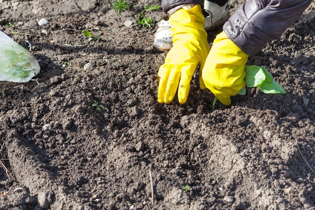 Agricultor plantando plántulas de repollo