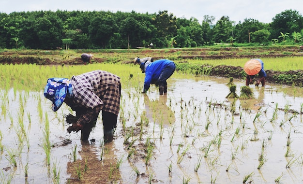 Agricultor plantando en las tierras de cultivo de arroz de arroz orgánico