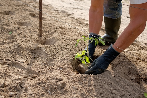 Agricultor plantar mudas de tomate no campo