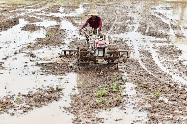 Foto agricultor, ploughing, em, campo arroz, preparar, planta, arroz, sob, luz solar