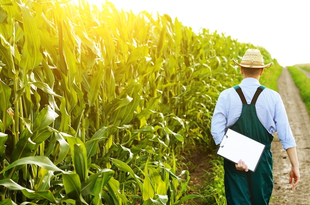 Agricultor con portapapeles inspeccionando maíz en el campo