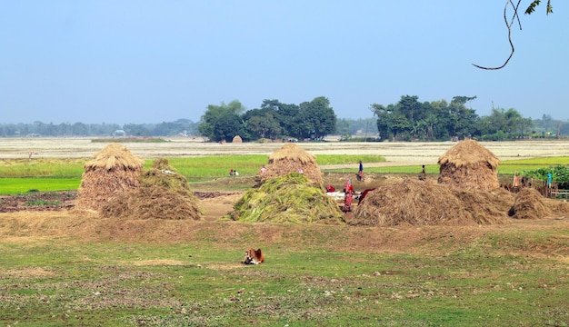 Agricultor del pueblo trabajando en el campo