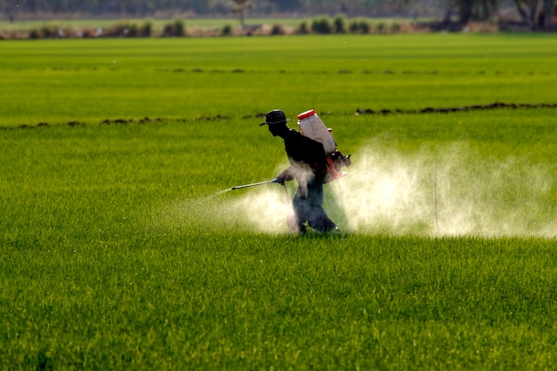 Agricultor, pulverização, pesticida, em, paddy, campo