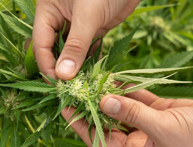 Agricultor que controla la calidad de las plantas femeninas de Cannabis Sativa orgánica de marihuana en flor con CBD