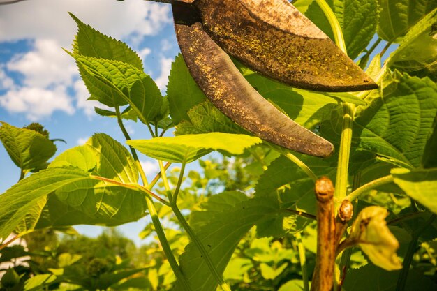 Foto agricultor que faz poda de arbustos com tesouras de podar ferramentas de jardinagem conceito agrícola temporada de cultivo e cuidados com as plantas